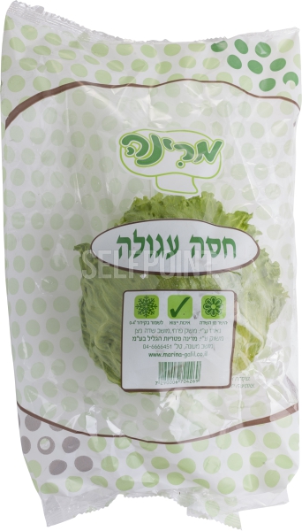 חסה עגולה יח