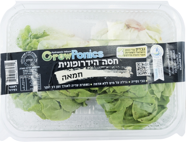 חסה חמאה הידרופונית