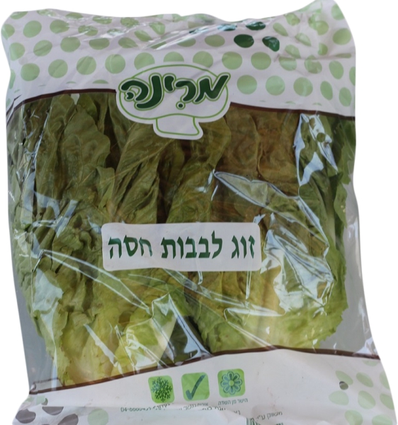 לבבות חסה ארץ הגליל