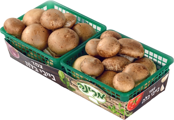 פטריות בייבי בלה צמד