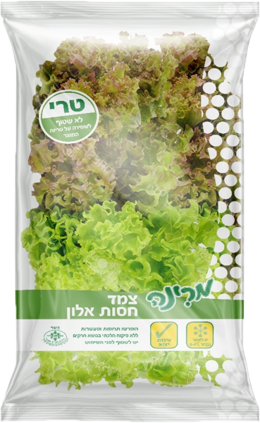 חסה זוגות משי