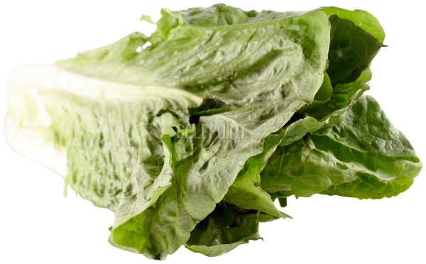 חסה גלאט עלים