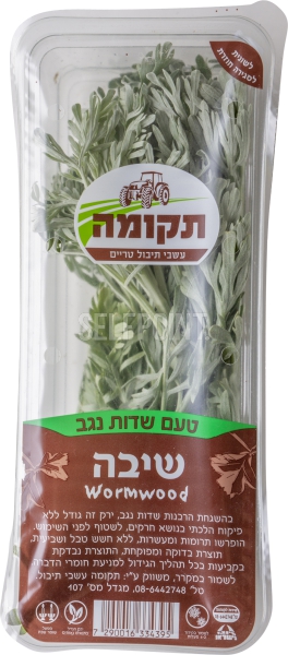שיבה