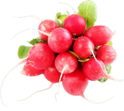 Radish Red Bunch