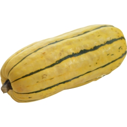 Squash, Delicata