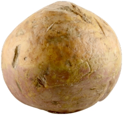 Rutabaga Wax Turnip