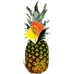 Fresh Pineapple