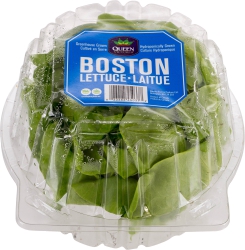 Boston Lettuce