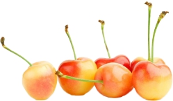 Cherries White Raineir