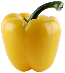 Pepper Fancy Yellow Holland