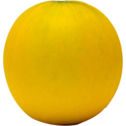 Melon Golden