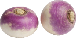 Turnip