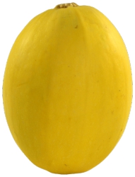 Squash,Spaghetti