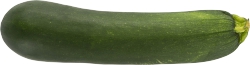 Squash,Italian