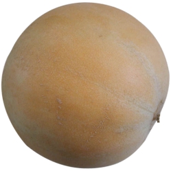 Melon,Orange Flesh