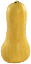 Squash,Butternut