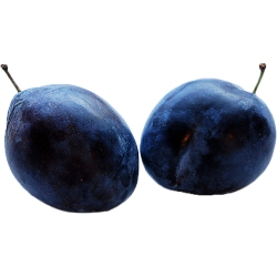 Empress Plums
