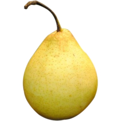 Pear,Yali