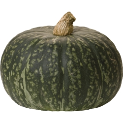 Squash,Cabucci