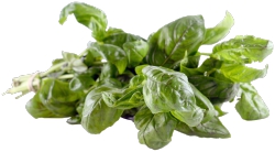Basil,Fresh