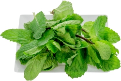 Mint, Fresh