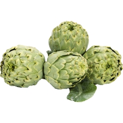 Artichoke,Fresh