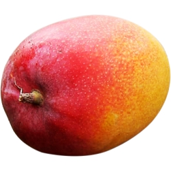 Mangoes