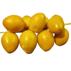 Dates Branch