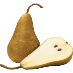 Pear 80'S Bosc