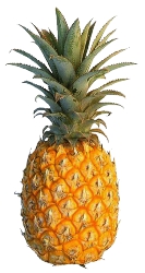 Fresh Pineapple