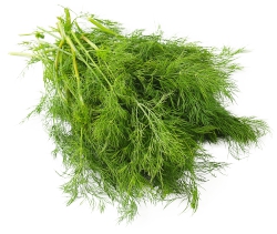 Dill