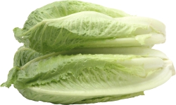 Romaine Lettuce Whole