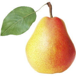 Pears, Comice