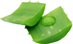 Aloe Vera Plant