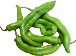 Pepper Hot Long Green