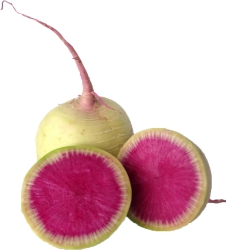 Watermelon Radish