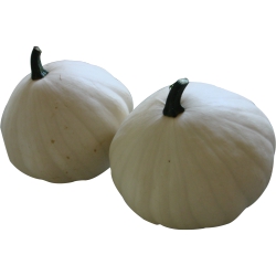Squash, Acorn White