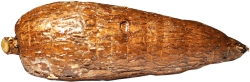 Yuca Cassava