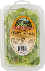 Cilantro Coriander