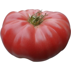 Beefsteak Tomatoes