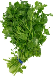 Cilantro