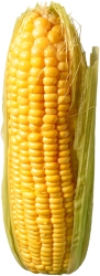 Corn Fresh