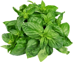 Fresh Basil