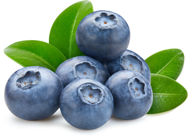 אוכמניות טריות יחידה