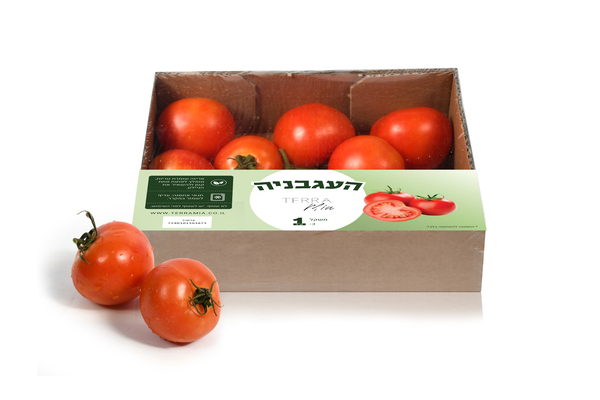 מארז העגבניה טרה מיה כ- 1 ק"ג