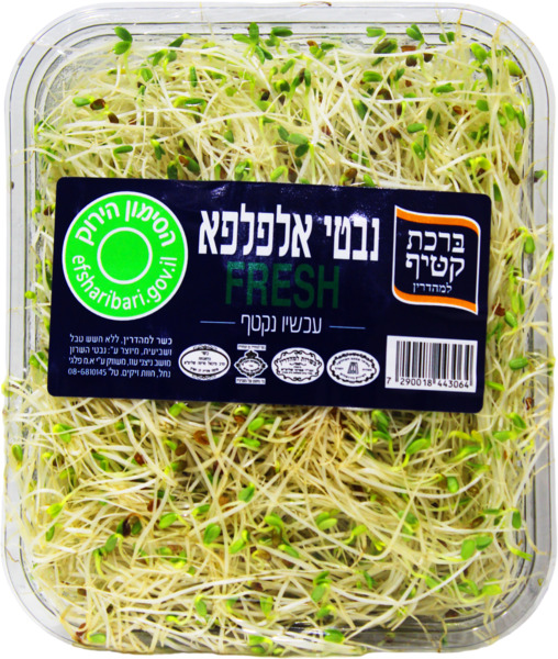נבטי אלפלפא