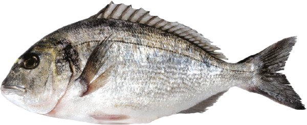 סוכריות שקדים