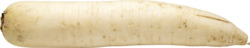 White Daikon Radish