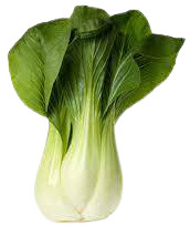 Bok Choy Cabbage