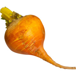 Beets Golden Yellow